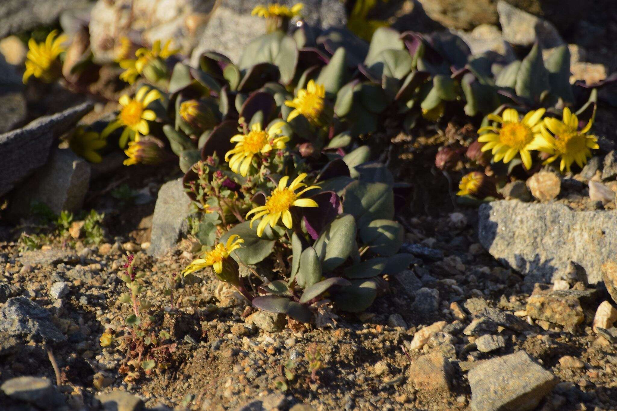 Image of Colorado ragwort