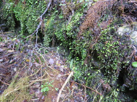 Image of Cardamine dolichostyla Heenan