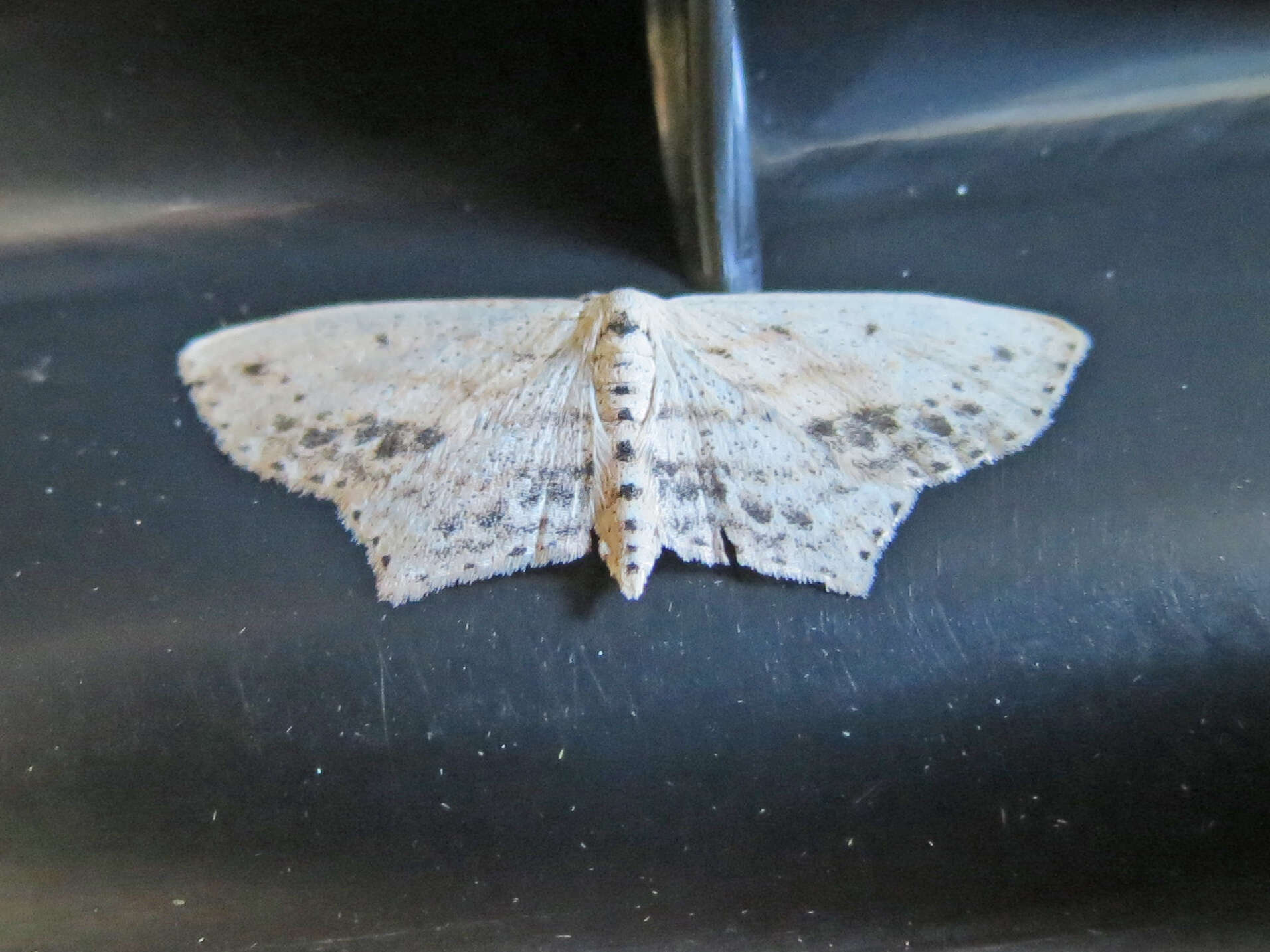 Image of Frosted Tan Wave Moth