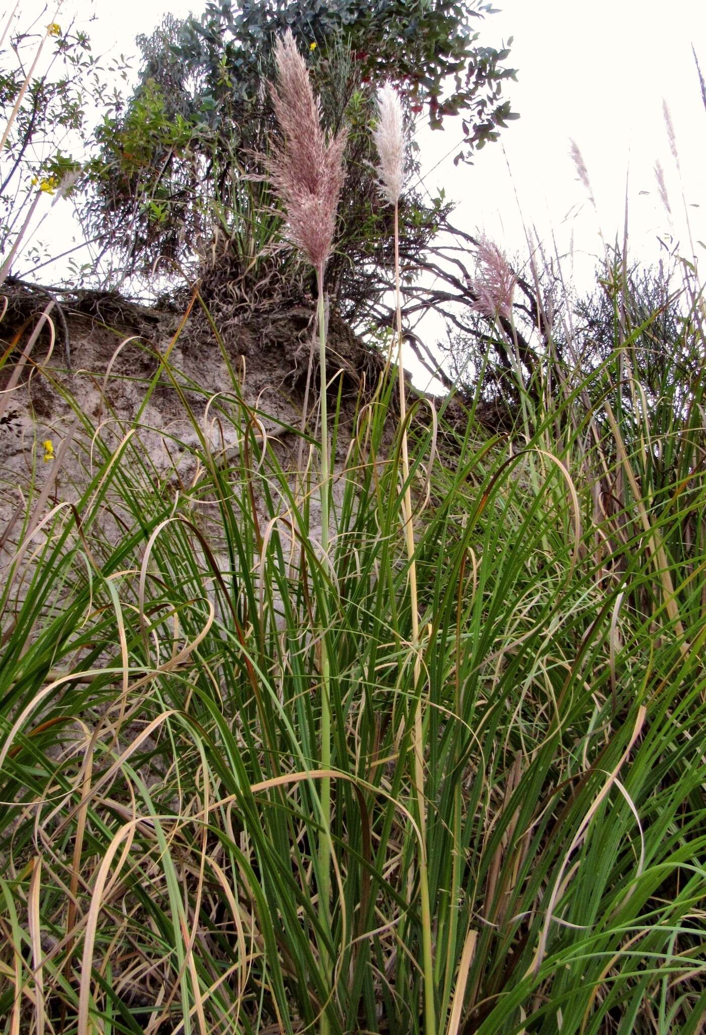 Cortaderia nitida (Kunth) Pilg.的圖片