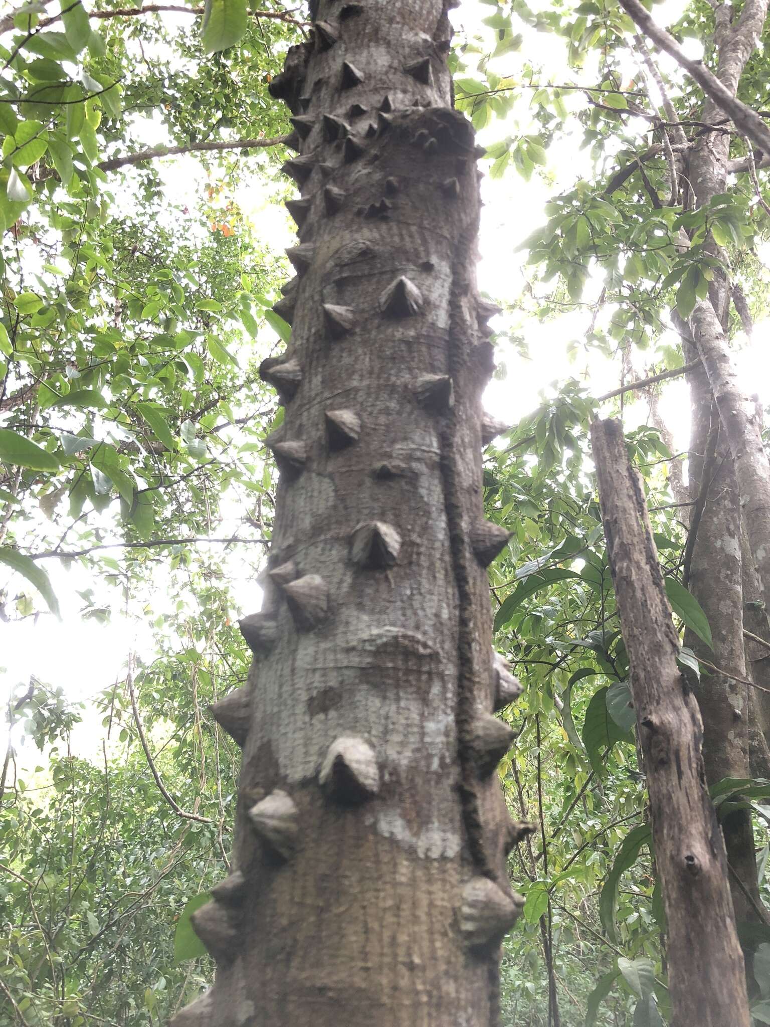 Image de Zanthoxylum martinicense (Lam.) DC.