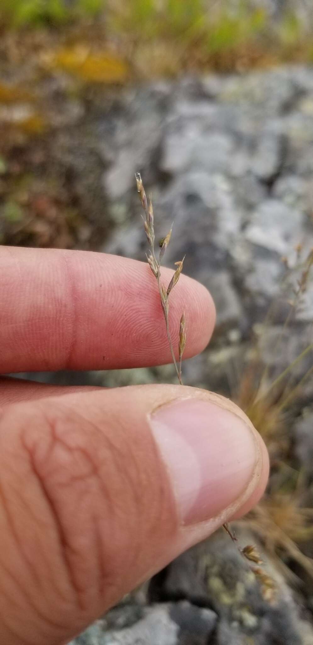 Image de Festuca saximontana Rydb.