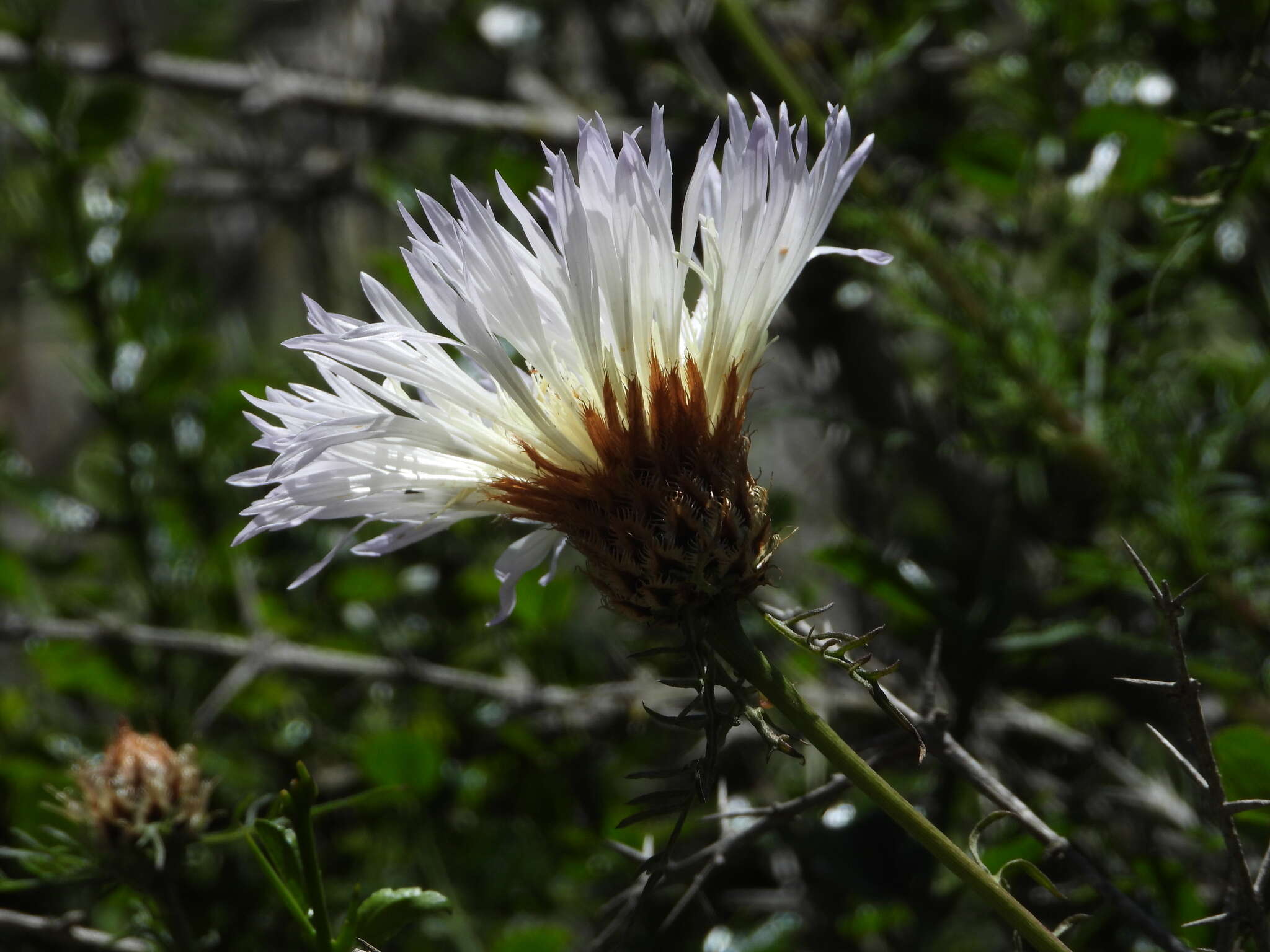 Image of Plectocephalus chilensis G. Don ex Loud.