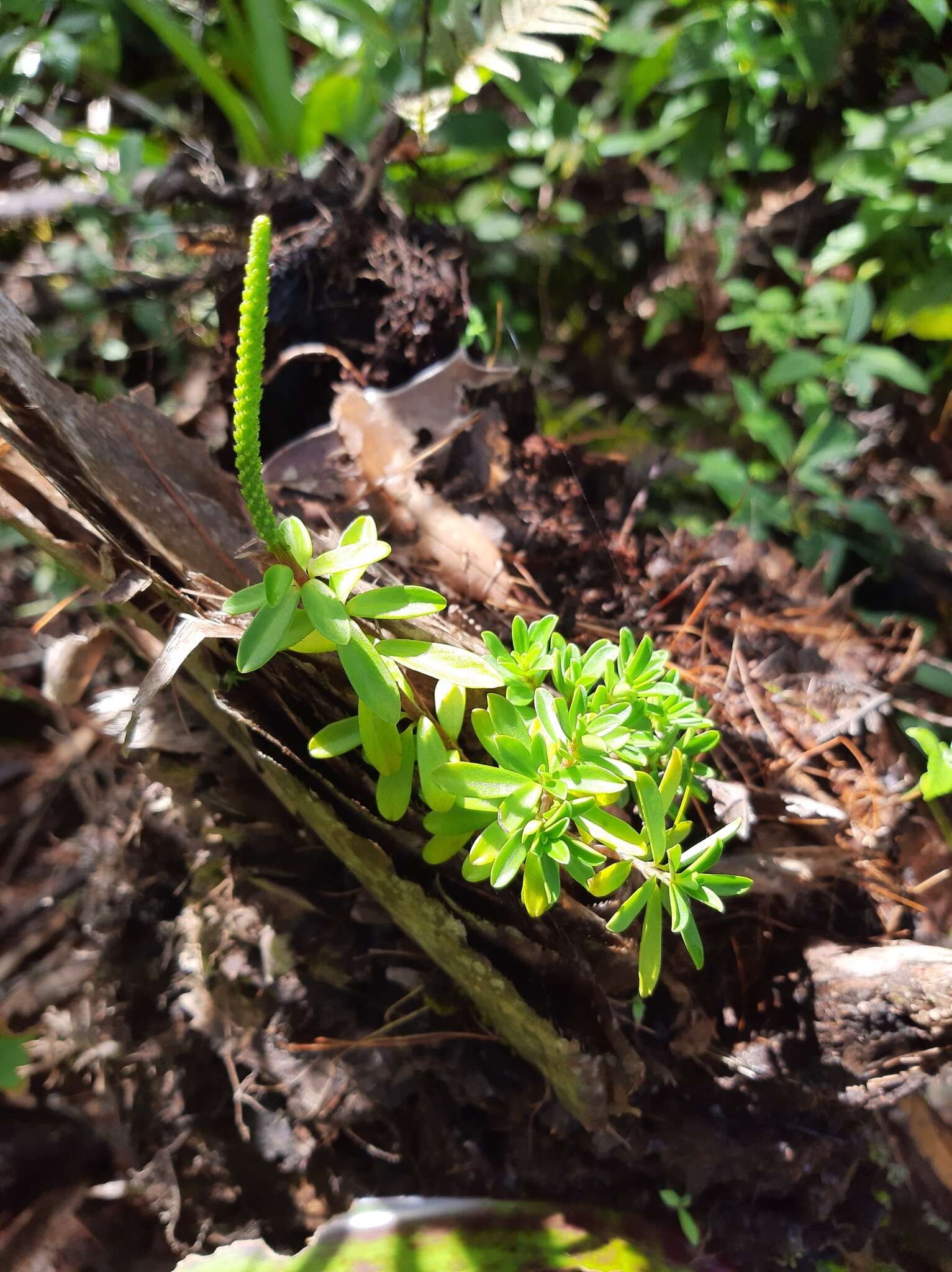 Image of Peperomia leptophylla Miq.