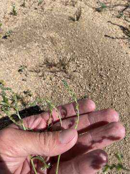 Plancia ëd Cryptantha dumetorum (Greene ex Gray) Greene