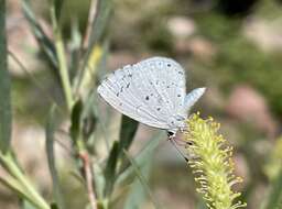 Image of <i>Celastrina humulus</i>