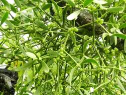 Image of European mistletoe