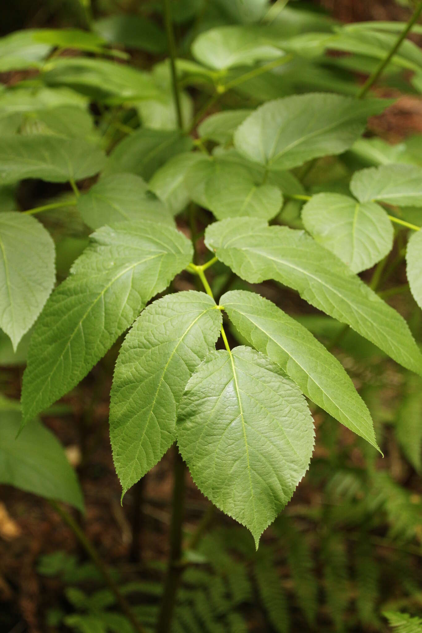 Image of California spikenard