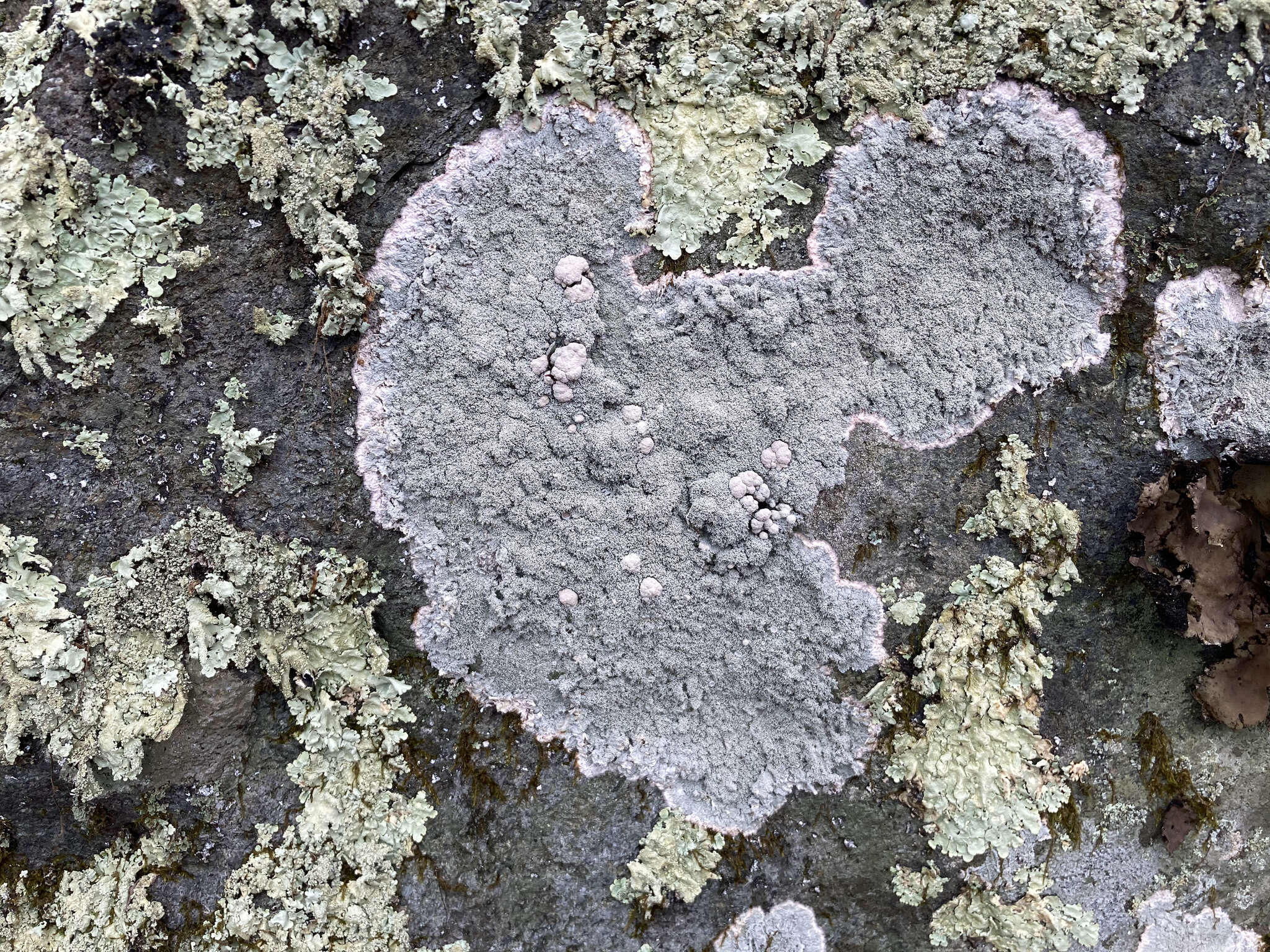 Image of Yasuda's crabseye lichen