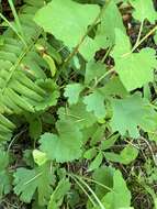 Image of Harford's ragwort