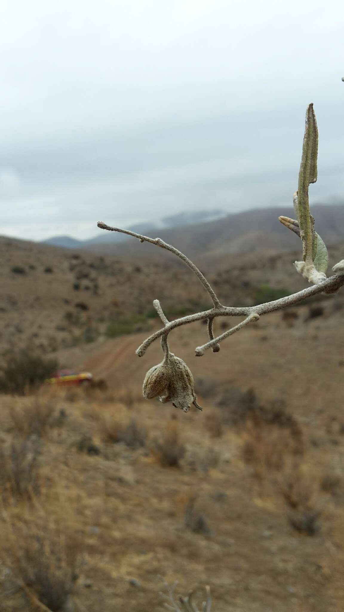 Image de Cordia decandra Hook. & Arn.