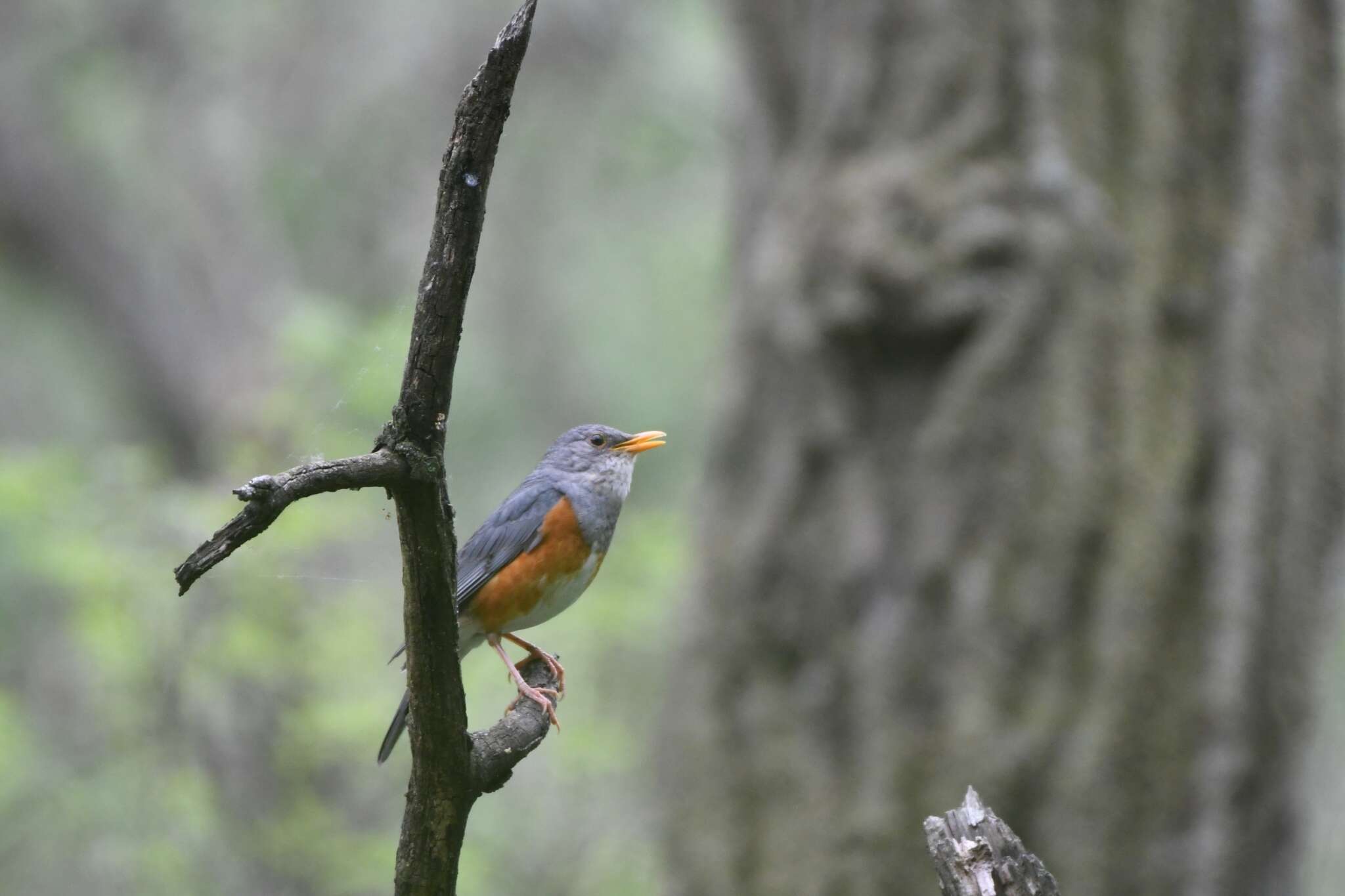 Imagem de Turdus hortulorum Sclater & PL 1863