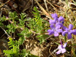 Image of Glandularia venturii (Moldenke) Botta