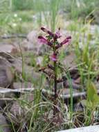 Image of Pedicularis hyperborea Vved.