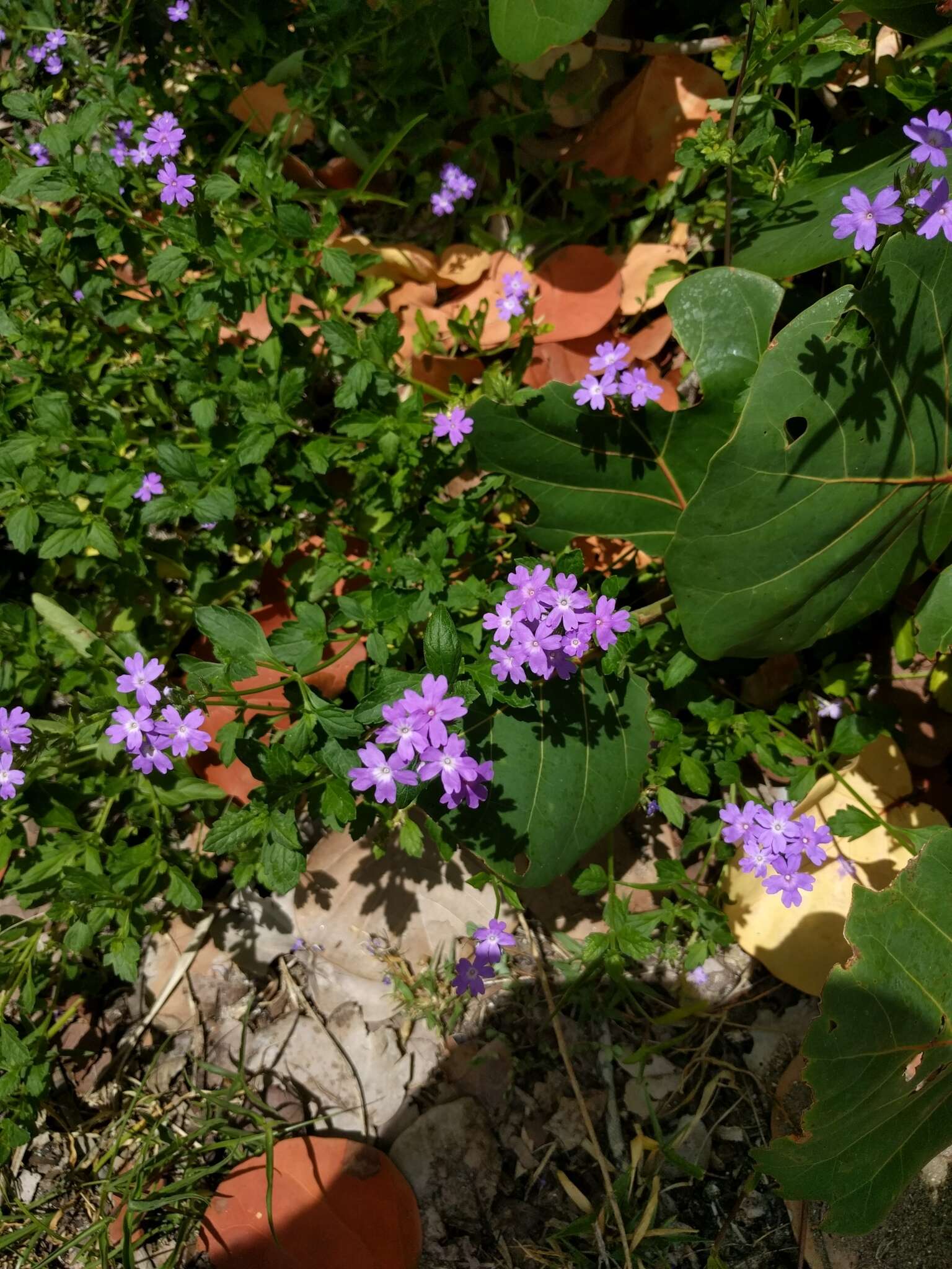 Imagem de Glandularia maritima (Small) Small