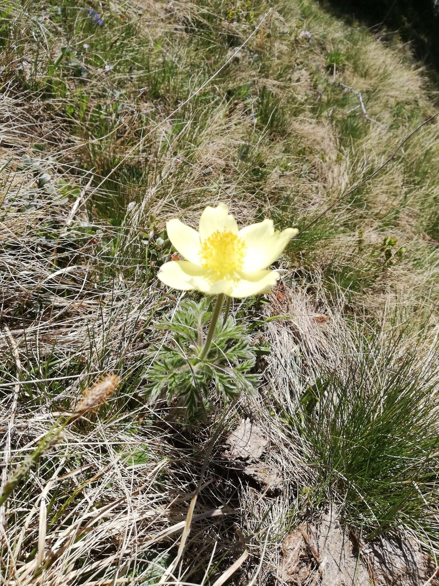 Imagem de Pulsatilla alpina (L.) Delarbre