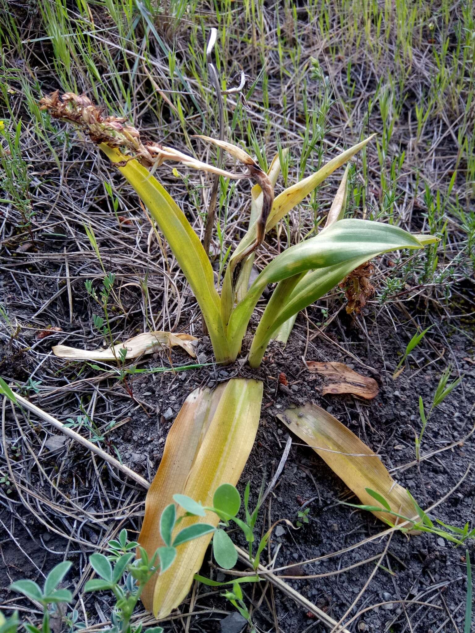 Image of Orchis simia subsp. simia