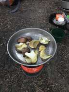 Image of Butyriboletus abieticola (Thiers) D. Arora & J. L. Frank 2014