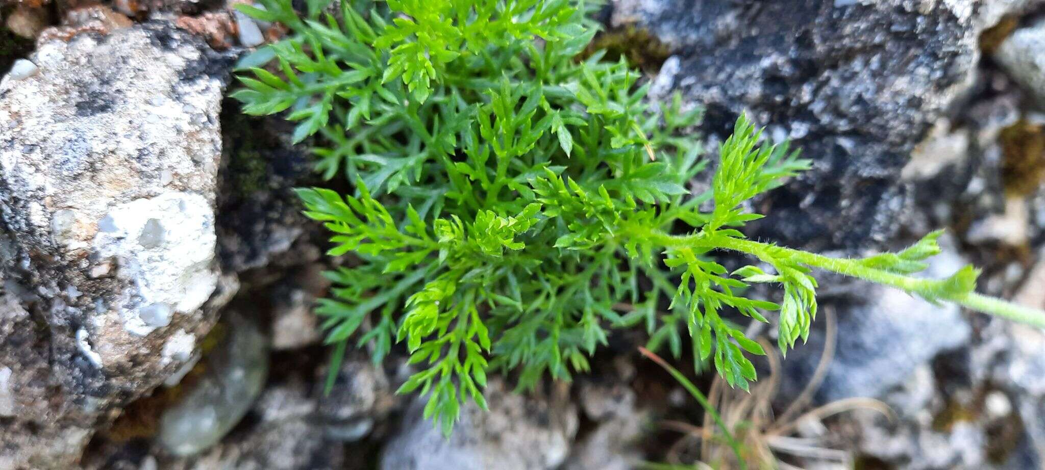 Слика од Achillea oxyloba subsp. schurii (Sch. Bip.) Heimerl