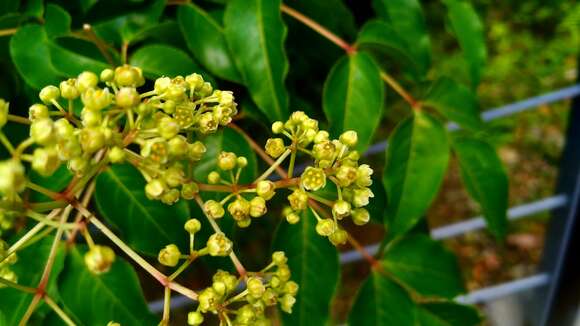 Imagem de Staphylea japonica (Thunb.) Mabb.