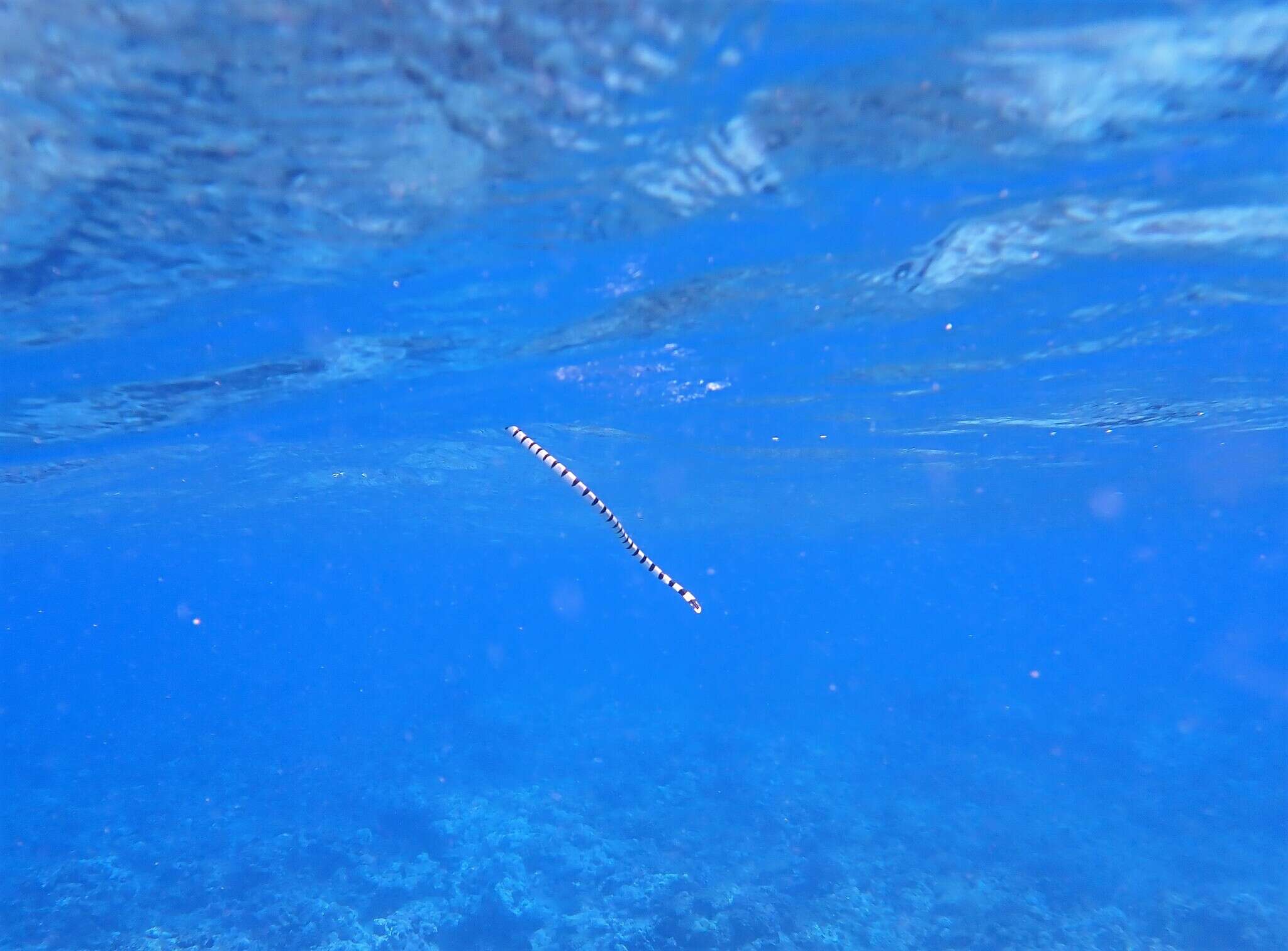 Laticauda frontalis (De Vis 1905) resmi