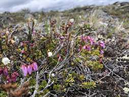 Image of blue mountainheath