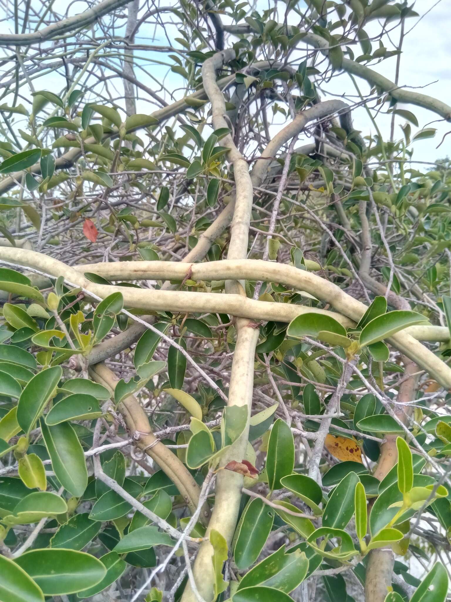 Image of Vanilla perrieri Schltr.