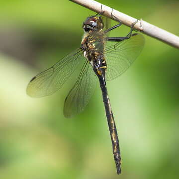 Image of northern emerald