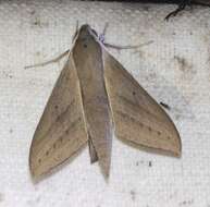 Image of Pale Brown Hawkmoth