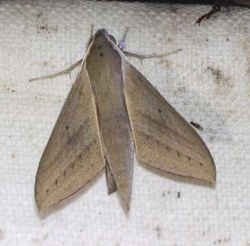 Image of Pale Brown Hawkmoth