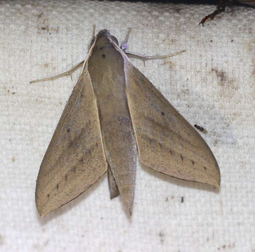 Image of Pale Brown Hawkmoth