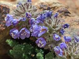 Слика од Polemonium chartaceum Mason