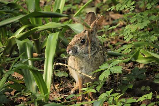 Image of Swamp Rabbit