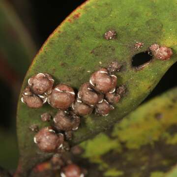 Image of Pink wax scale