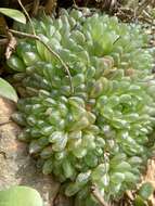 Haworthia transiens (Poelln.) M. Hayashi resmi