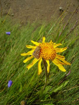 Image de Arnica des montagnes