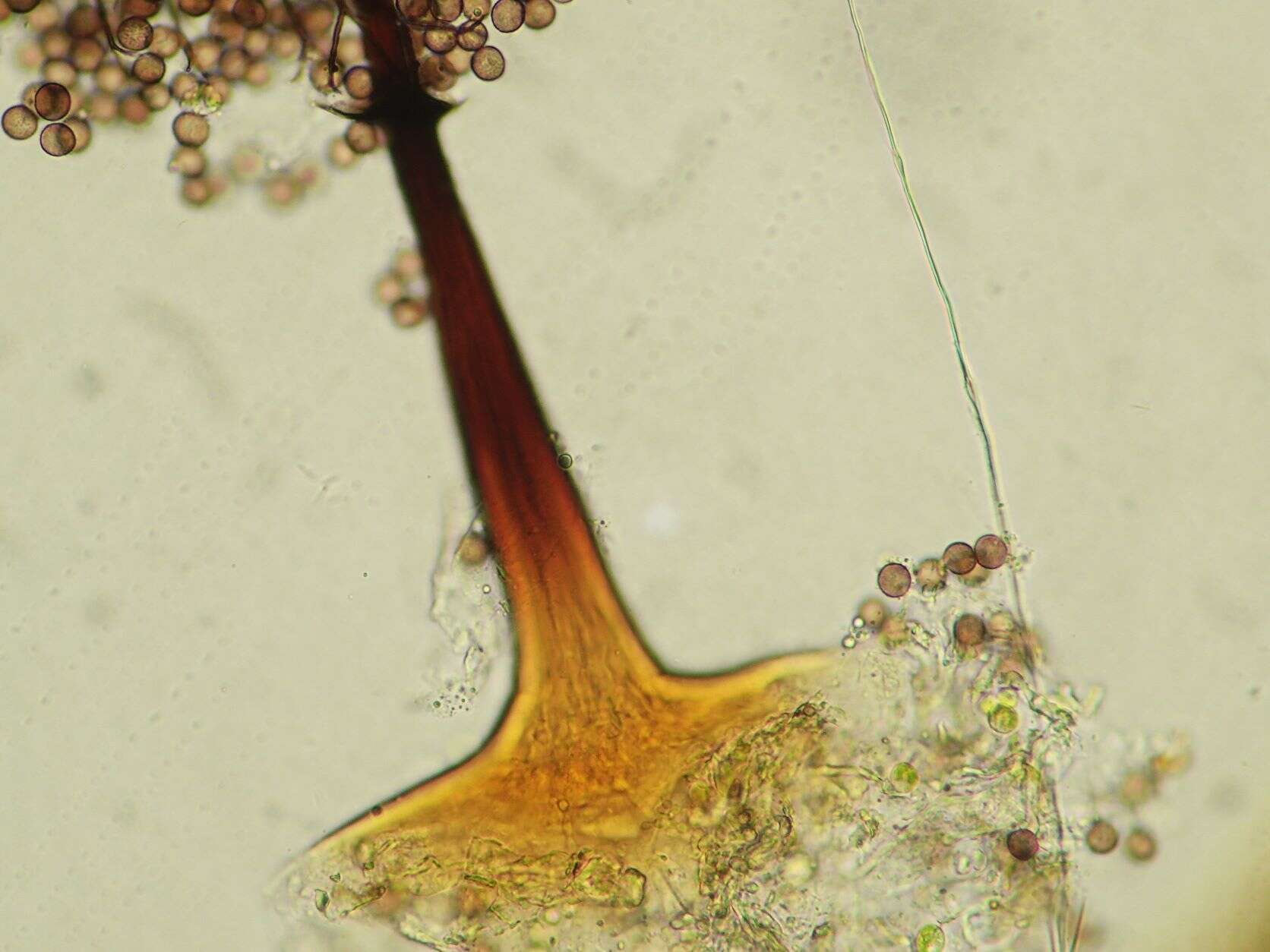 Image of Macbrideola cornea (G. Lister & Cran) Alexop. 1967