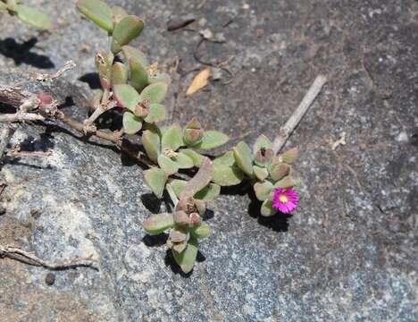 Image of Delosperma adelaidense Lavis