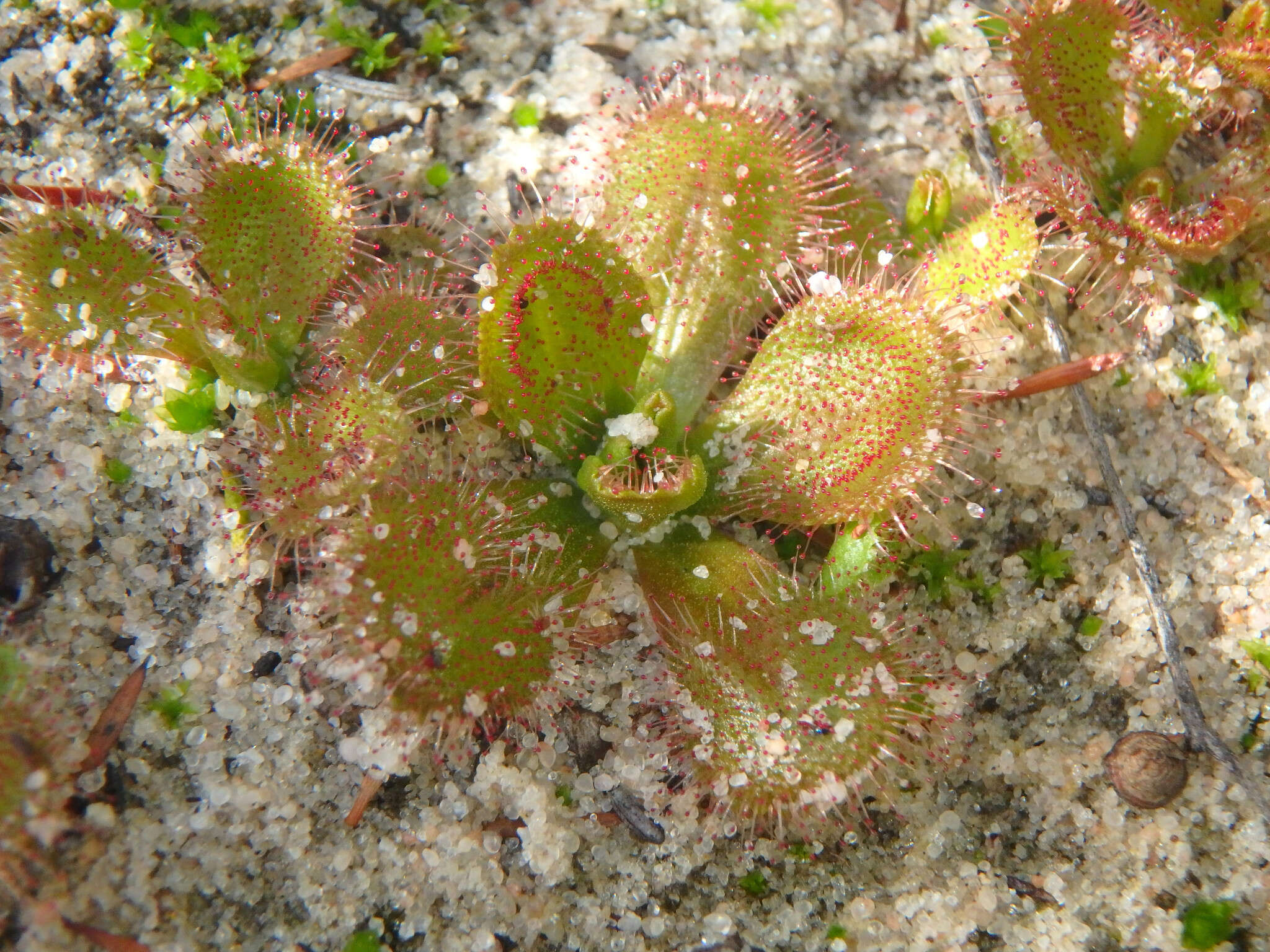 Image of Drosera aberrans (Lowrie & Carlquist) Lowrie & Conran