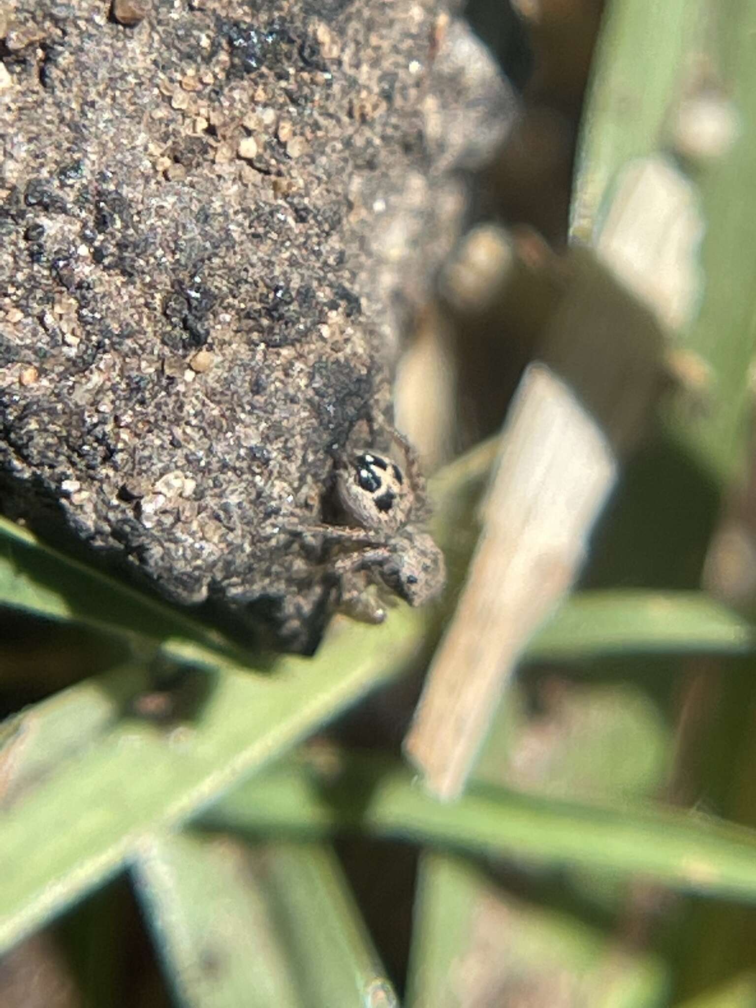 Image of Habronattus mustaciatus (Chamberlin & Ivie 1941)