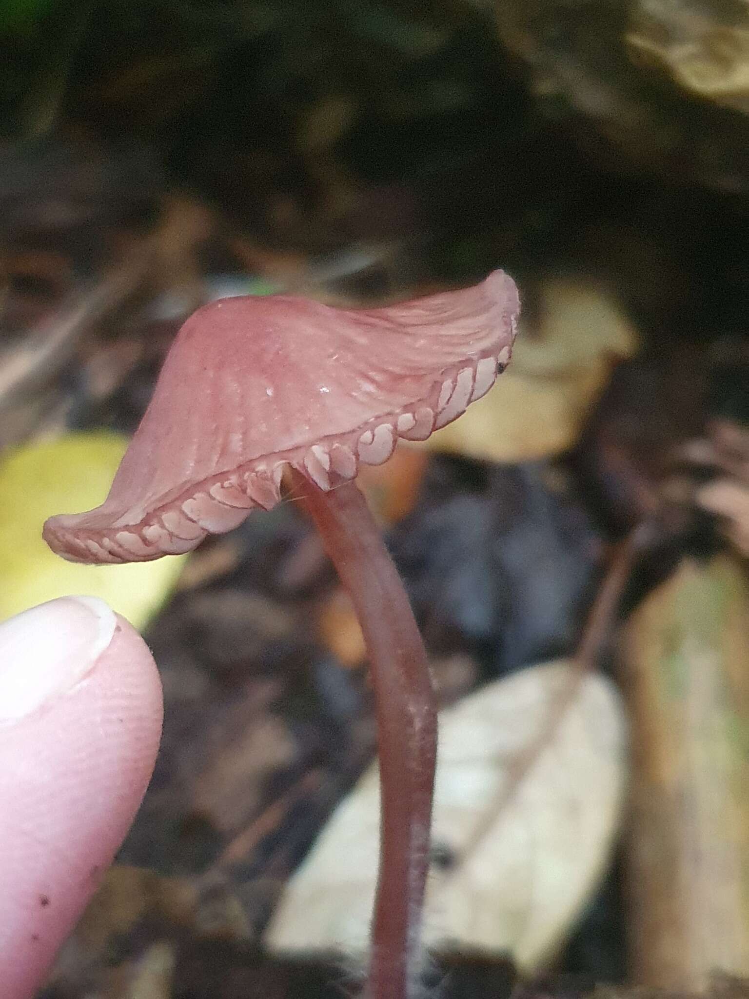 Plancia ëd Mycena mariae G. Stev. 1964