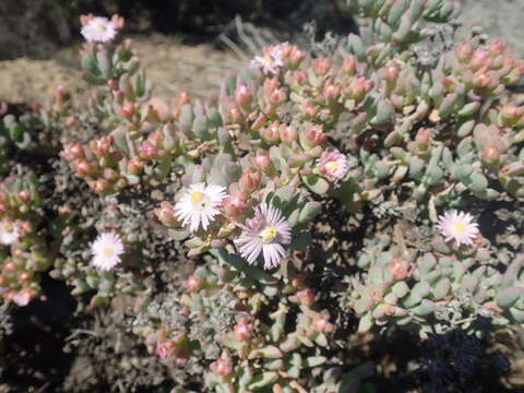 Imagem de Oscularia ornata (L. Bol.) H. E. K. Hartm.