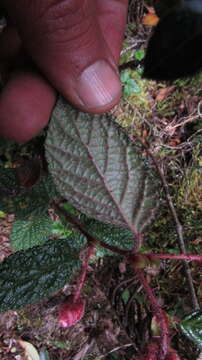 Image of Rubus acanthophyllos Focke