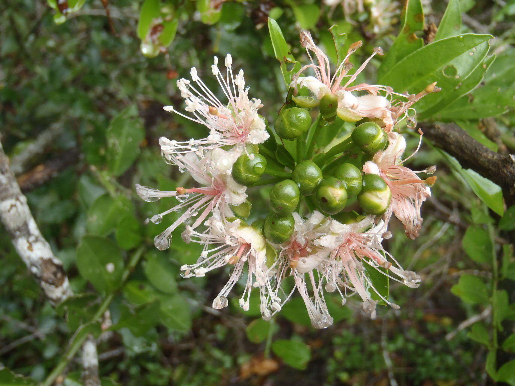 Image of Capparis sepiaria var. citrifolia (Lam.) Tölk.