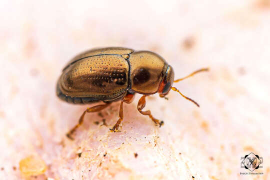 Image of Bronze leaf beetle