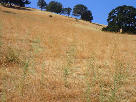 Image of big tarweed