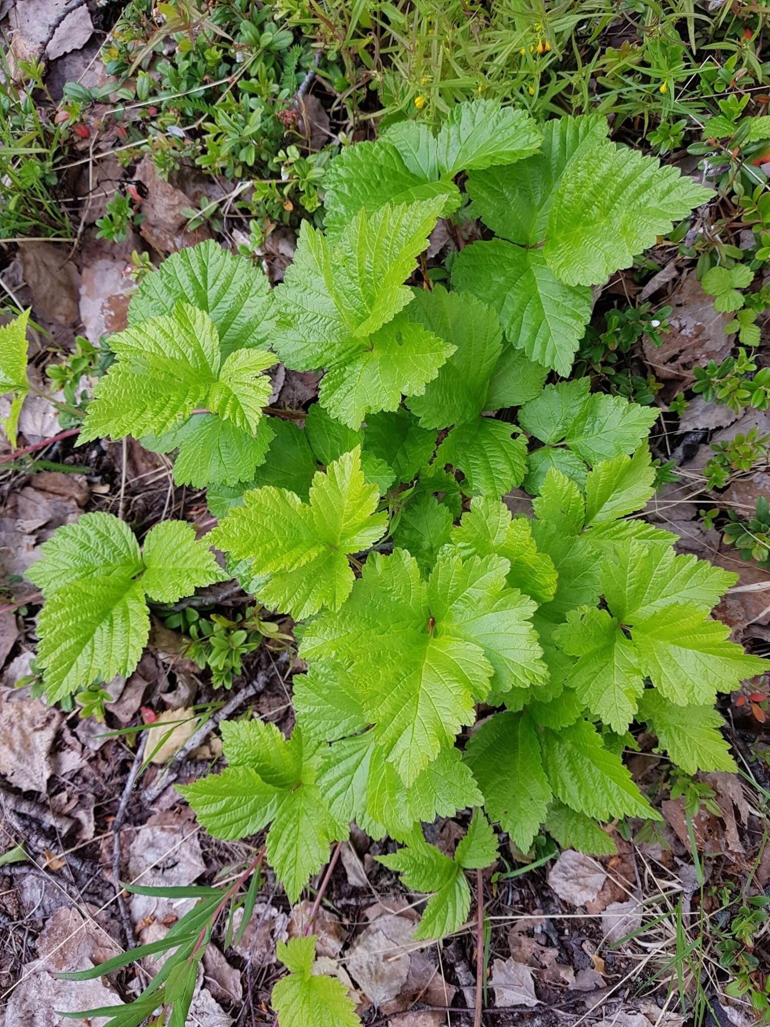 Image of Stone Bramble