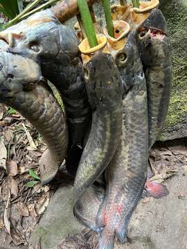 Image of African arowana