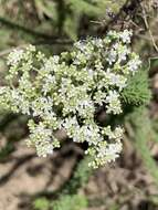 Image of Selago glomerata Thunb.