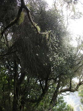 Image of Cytisus filipes Webb